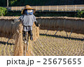 稲の天日干しとかかし 25675655