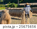 稲の天日干しとかかし 25675656