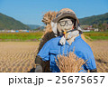 稲の天日干しとかかし 25675657