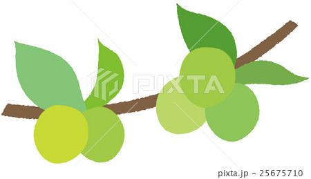 梅の実のイラスト素材 梅の実のイラスト素材