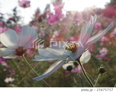 コスモス 25675737