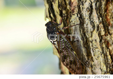 セミ（イメージ） 25675961