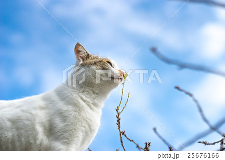 10月、まだ寒くなる前のミケっち 25676166