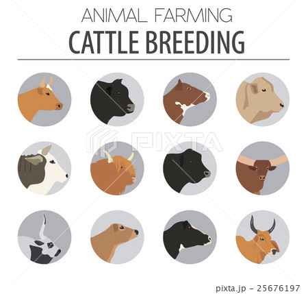Cattle breeding. Cow, bulls breed icon set 25676197