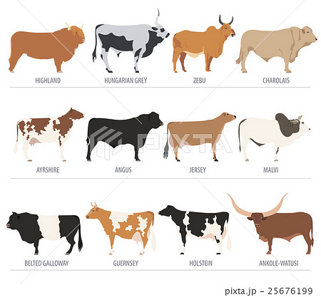 Cattle Breeding Cow Bulls Breed Icon Setのイラスト素材