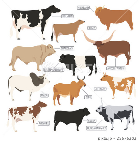 Cattle breeding. Cow, bulls breed icon set Cattle breeding. Cow, bulls breed icon set 25676202
