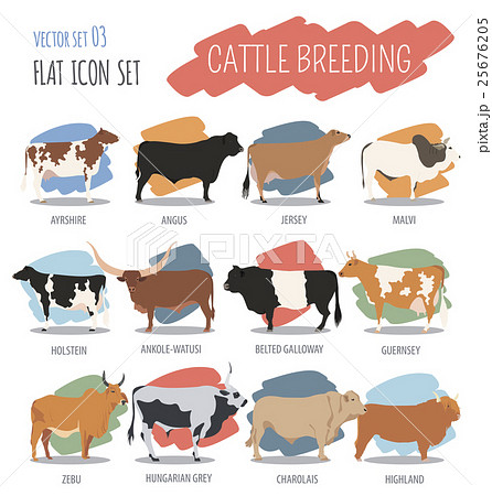 Cattle breeding. Cow, bulls breed icon set 25676205