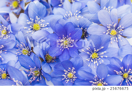 Hepatica nobilis 25676675