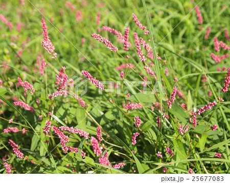 イヌタデ イヌタデ 25677083