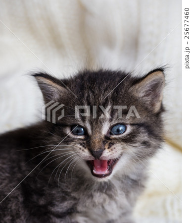 Few weeks old tabby kitten with fluffy fur  25677460
