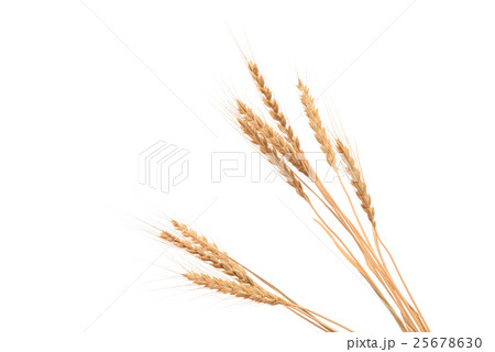 小麦の穂 天然素材 小麦の穂 天然素材 25678630