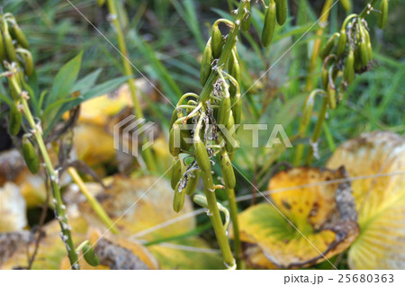 ギボウシの実 25680363