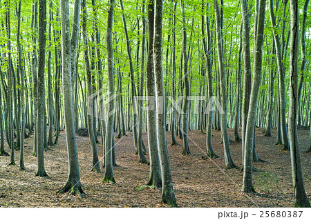 新潟_美人林新緑 25680387