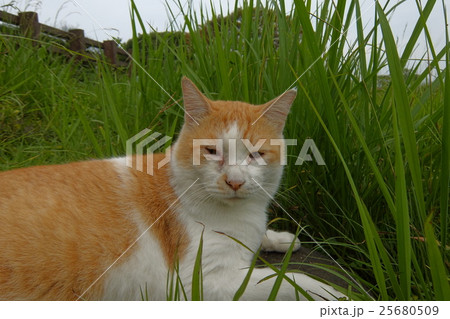 草むらで眠そうな野良猫 25680509