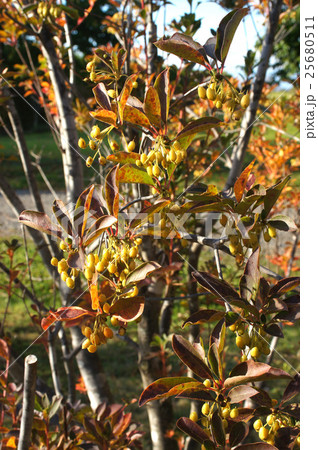 灯台躑躅の実 25680511