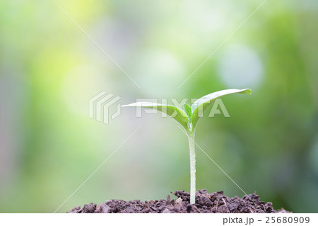 Growing sprout Growing sprout 25680909
