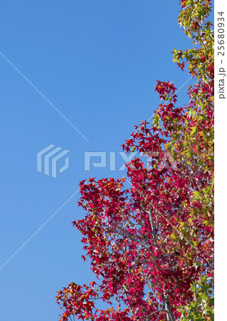 秋のロサンゼルス　アメリカフウの紅葉 25680934