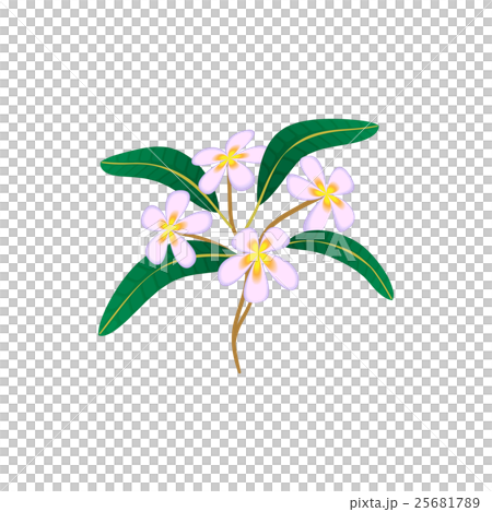Flower plumeria icon, cartoon style 25681789