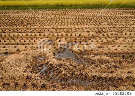 稲刈り前後の田んぼ 25682508