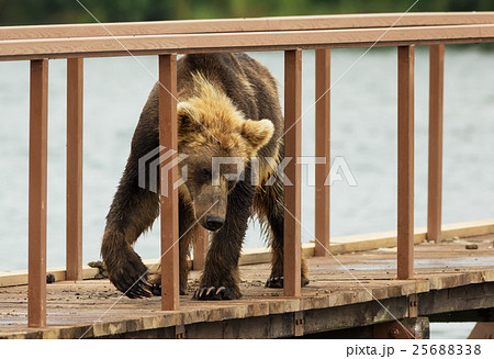 Young brown bear looks prey on fence to account Young brown bear looks prey on fence to account 25688338