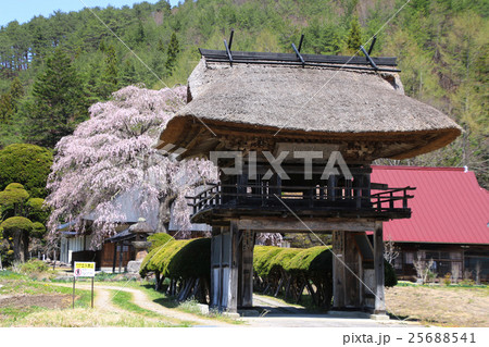 平七桜(南泉寺) 平七桜(南泉寺) 25688541