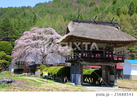 平七桜(南泉寺) 平七桜(南泉寺) 25688543