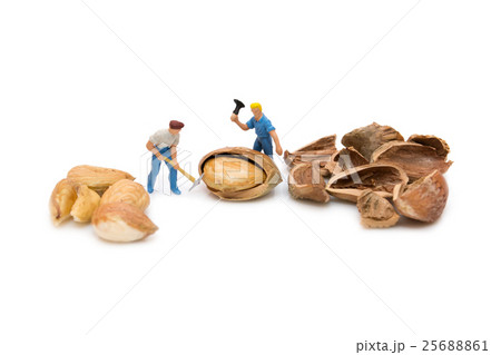 Miniature people chopping nuts. Hazelnut. Miniature people chopping nuts. Hazelnut. 25688861