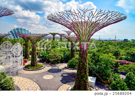 スーパーツリー 25689204