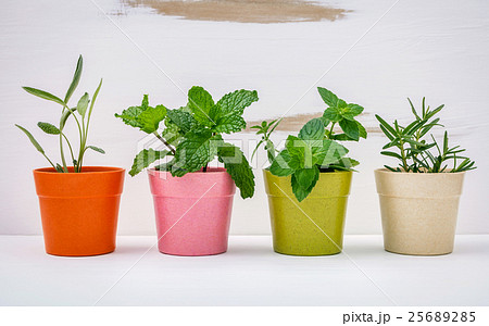Various kinds of colorful potted garden herbs . Various kinds of colorful potted garden herbs . 25689285