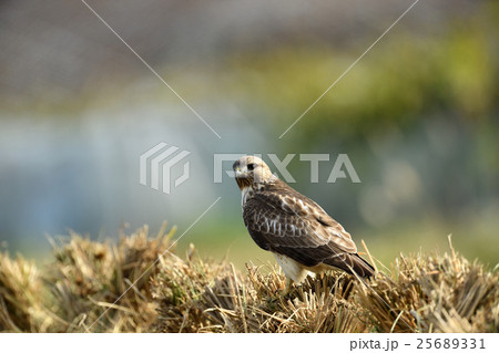 ノスリ ノスリ 25689331