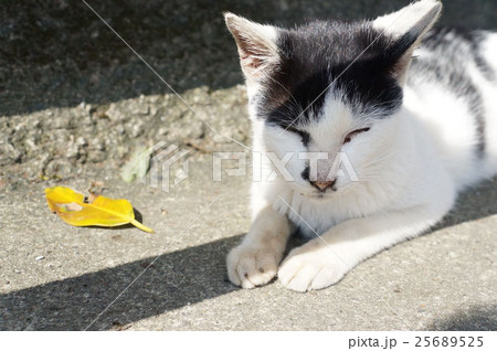 台湾 観光地 侯硐 25689525