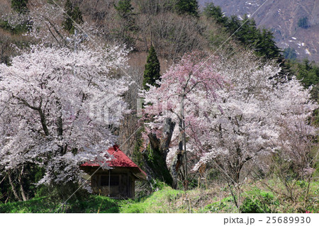小塩の桜(うえんでのさくら) 小塩の桜(うえんでのさくら) 25689930