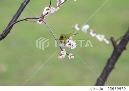 梅とメジロ　三番 25689970