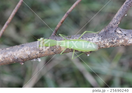 ハラビロカマキリ(メス)09 ハラビロカマキリ(メス)09 25690240
