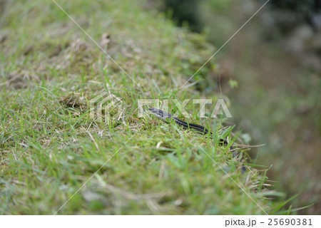 カラスヘビ 25690381