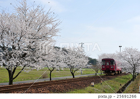 長良川鉄道　桜と列車 25691266