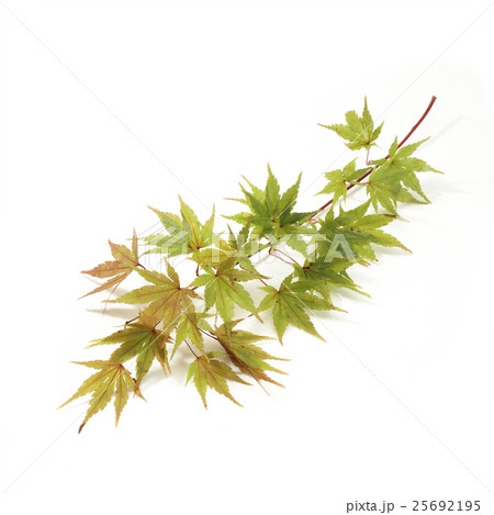 もみじの枝 25692195