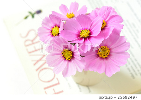 コスモスと本 25692497