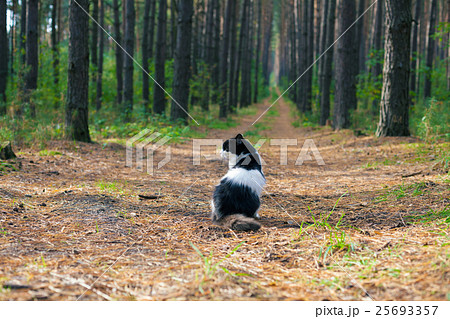 Black and white cat sitting in the pine forest Black and white cat sitting in the pine forest 25693357