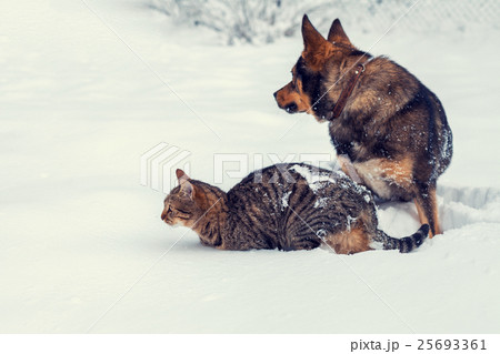 Cat and dog playing together on the snow in winter 25693361
