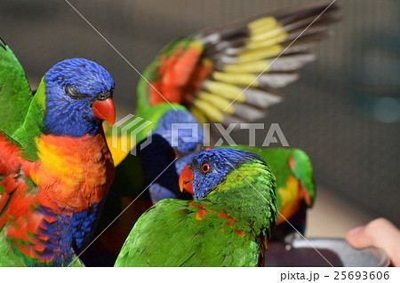 オーストラリアのカラフルな鳥たち２の写真素材