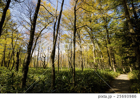 上高地 上高地 25693986