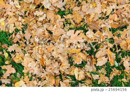 Fallen leaves on the grass 25694156