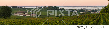 Saint Emilion Vineyard Sunrise, Bordeaux Wine 25695548