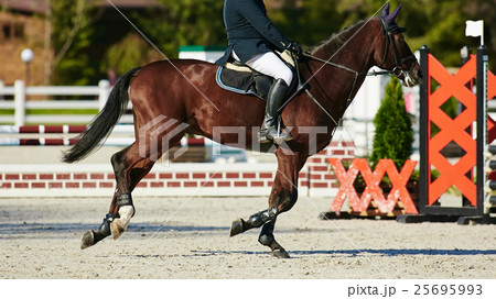 Rider on bay horse in competitions 25695993