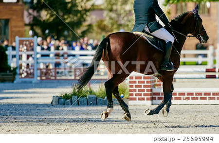 Rider on bay horse in competitions 25695994