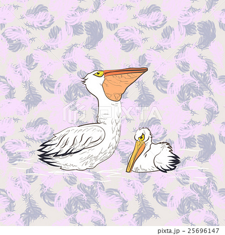 Large white Australian Pelican 25696147