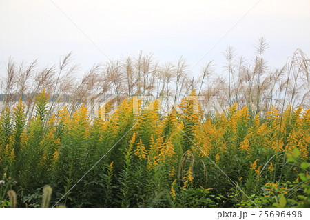 セイタカアワダチソウ 25696498