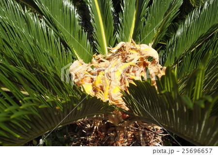 ソテツの花 25696657
