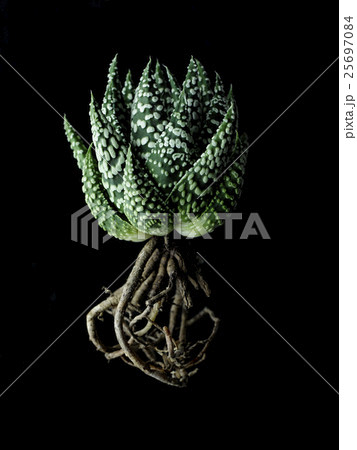 ハオルチア 25697084